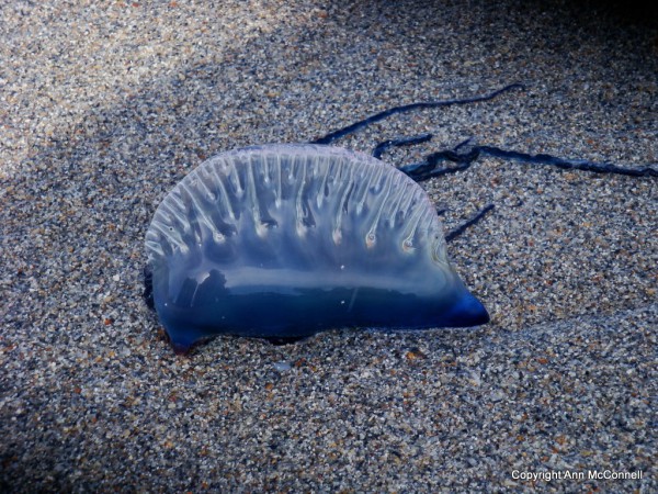 jellyfish.jpg