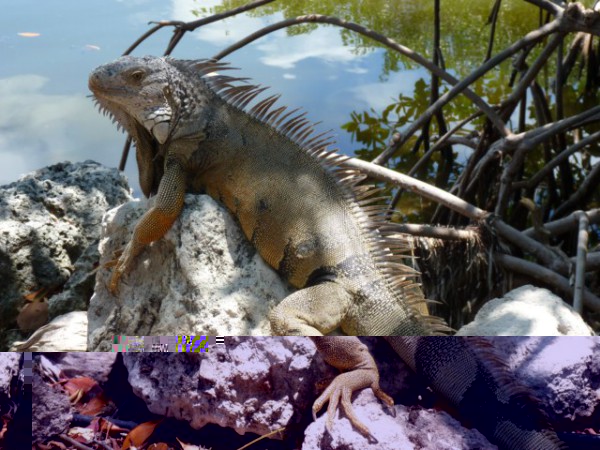 P1000552 [lezard].JPG